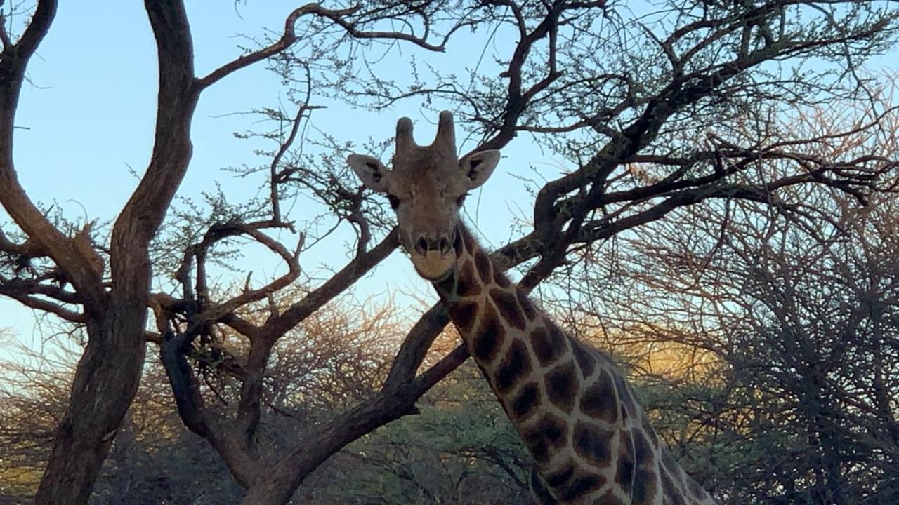 Otjibamba Lodge โอชิวารองโก ภายนอก รูปภาพ